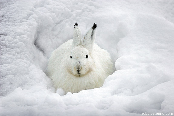 This photo was used for a poster about winter animals.